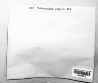 Tubercularia vulgaris image